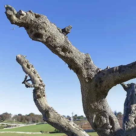 Bed & Breakfast Coppola Di Seta